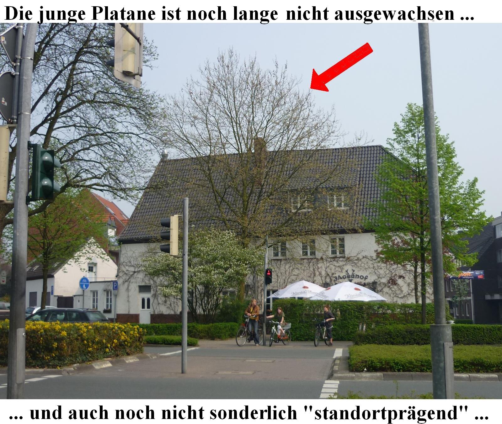 Platane Jägerhof